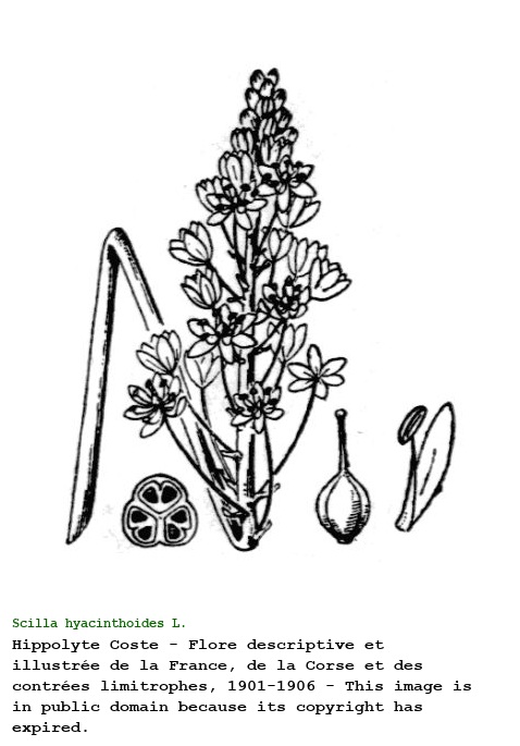 Scilla hyacinthoides L.